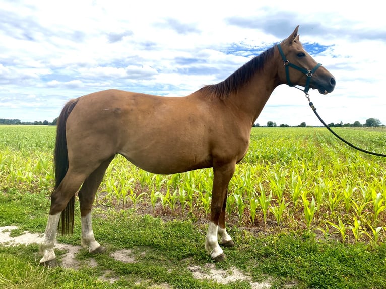 Hanoverian Mare 13 years 16,2 hh Chestnut-Red in Rhinow