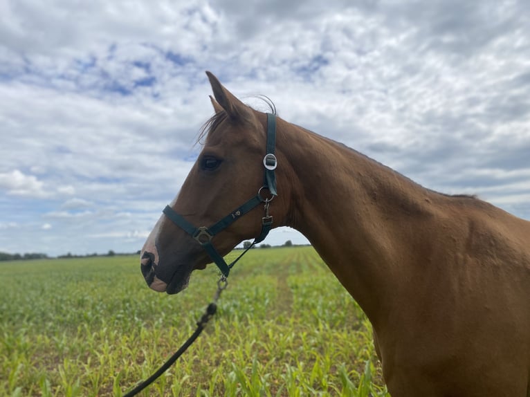 Hanoverian Mare 13 years 16,2 hh Chestnut-Red in Rhinow