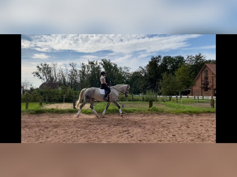 Hanoverian Mare 13 years 16,2 hh Gray-Dapple in Wunstorf