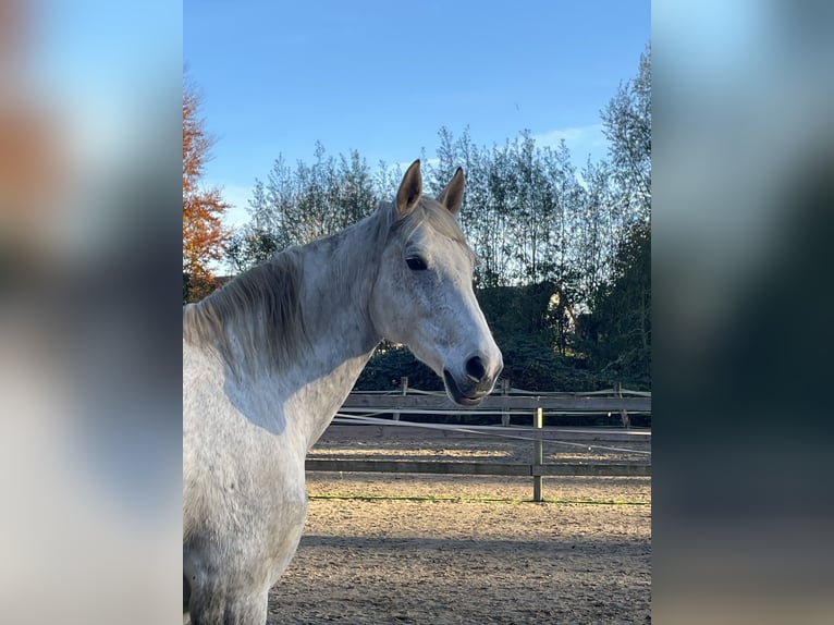 Hanoverian Mare 13 years 16,2 hh Gray-Dapple in Wunstorf