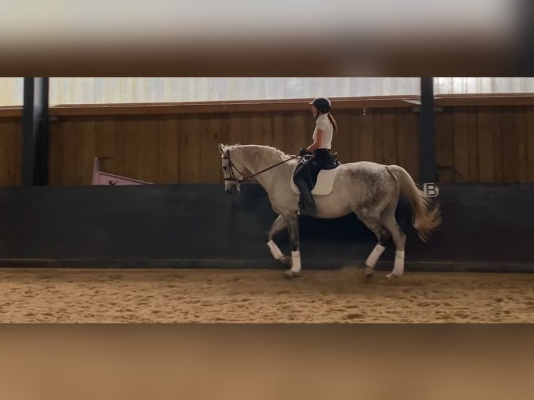 Hanoverian Mare 13 years 16,2 hh Gray-Dapple in Wunstorf