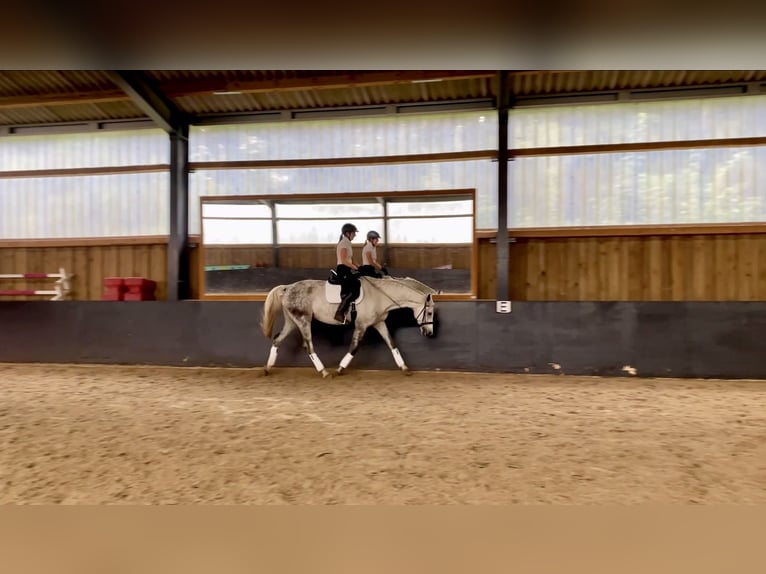 Hanoverian Mare 13 years 16,2 hh Gray-Dapple in Wunstorf