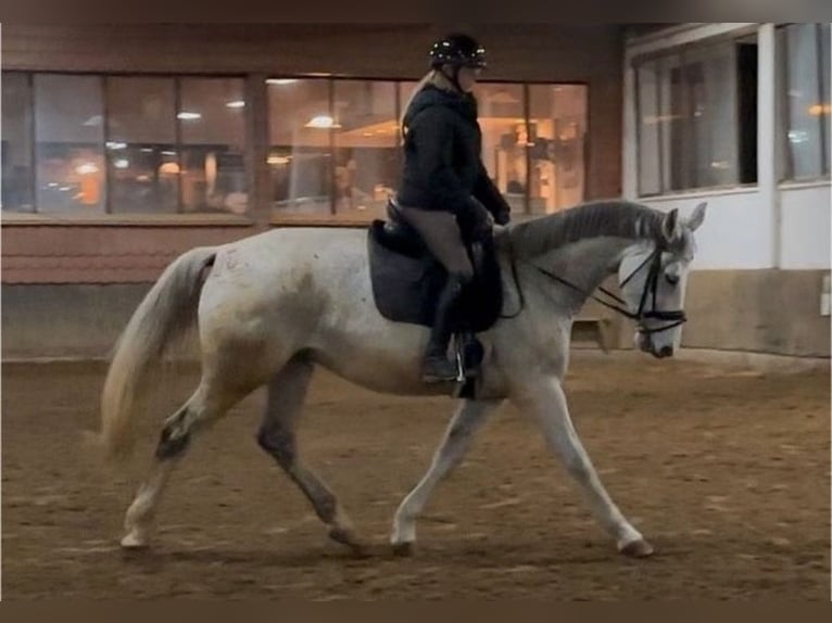 Hanoverian Mare 13 years 16,2 hh Gray in Anschau