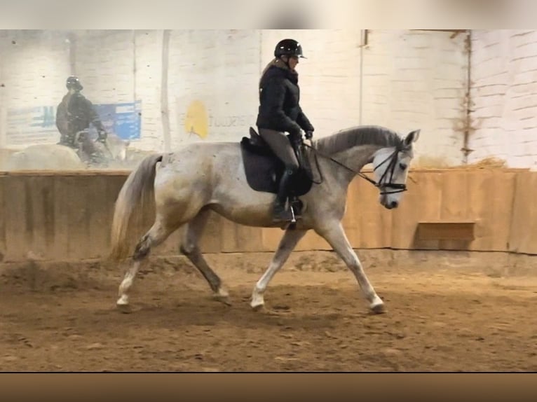 Hanoverian Mare 13 years 16,2 hh Gray in Anschau