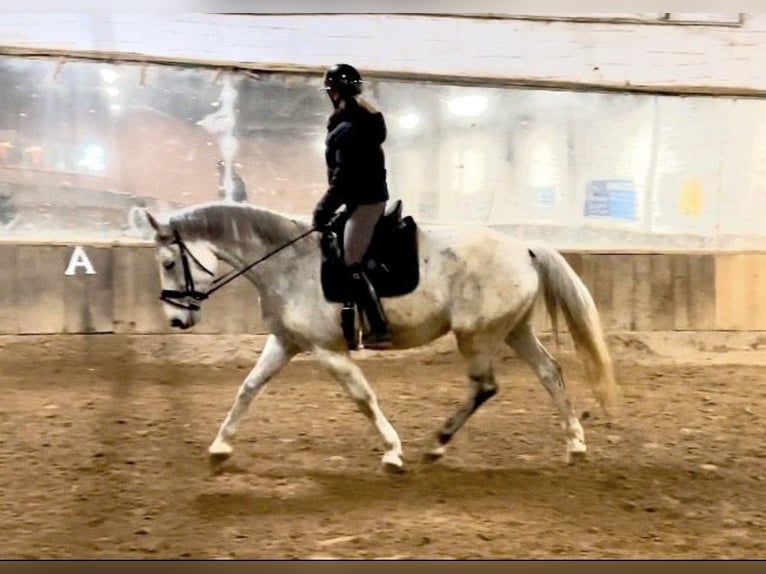 Hanoverian Mare 13 years 16,2 hh Gray in Anschau