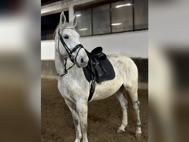 Hanoverian Mare 13 years 16,2 hh Gray in Anschau