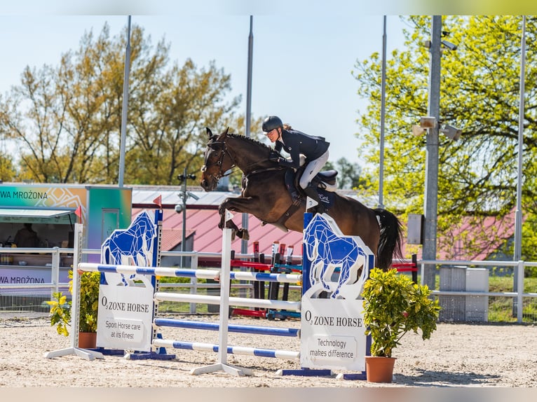 Hanoverian Mare 13 years 16.2 hh Smoky-Black in Łódź