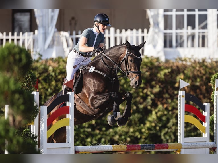 Hanoverian Mare 13 years 16.2 hh Smoky-Black in Hiddenhausen