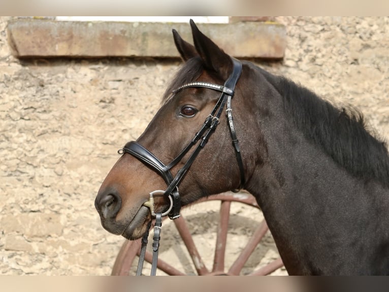 Hanoverian Mare 13 years 16,3 hh Bay-Dark in Glandorf