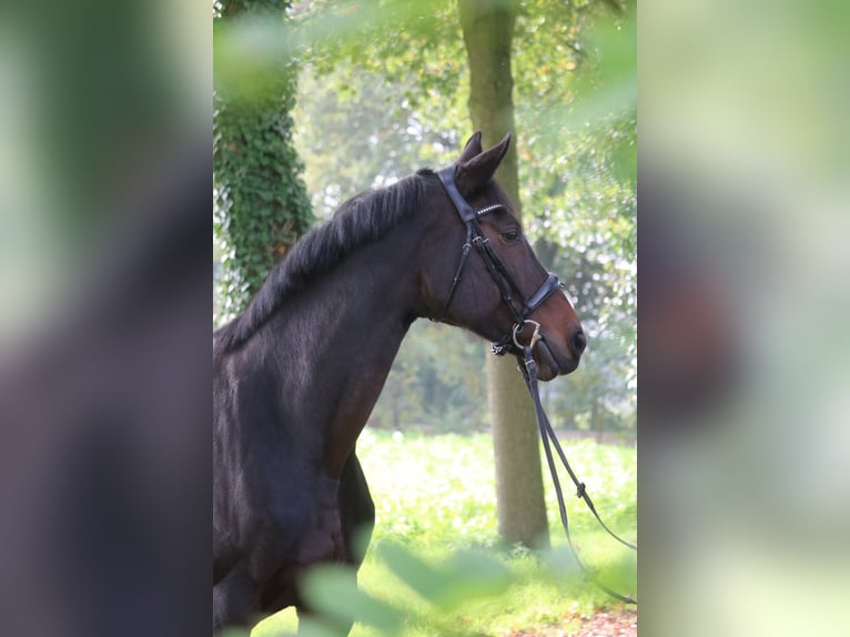 Hanoverian Mare 13 years 16,3 hh Bay-Dark in Glandorf