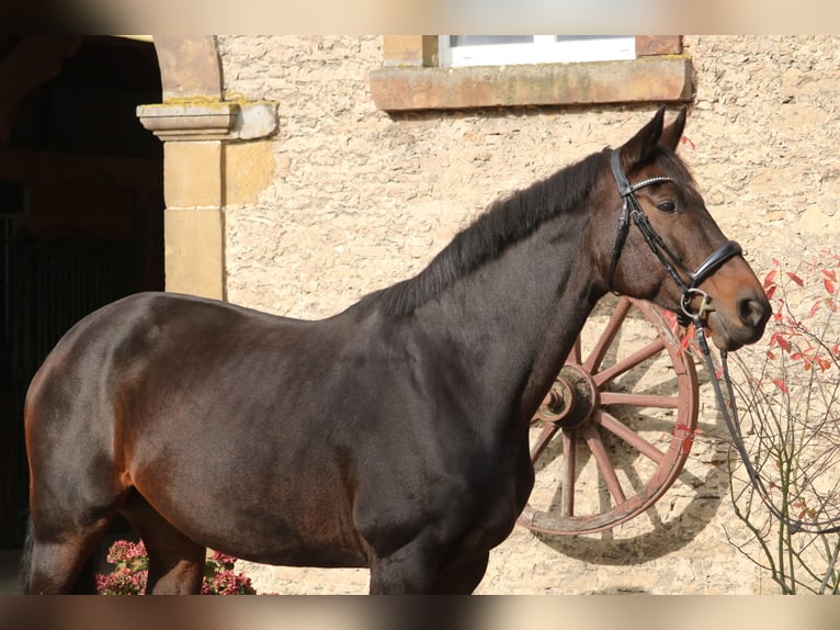 Hanoverian Mare 13 years 16,3 hh Bay-Dark in Glandorf