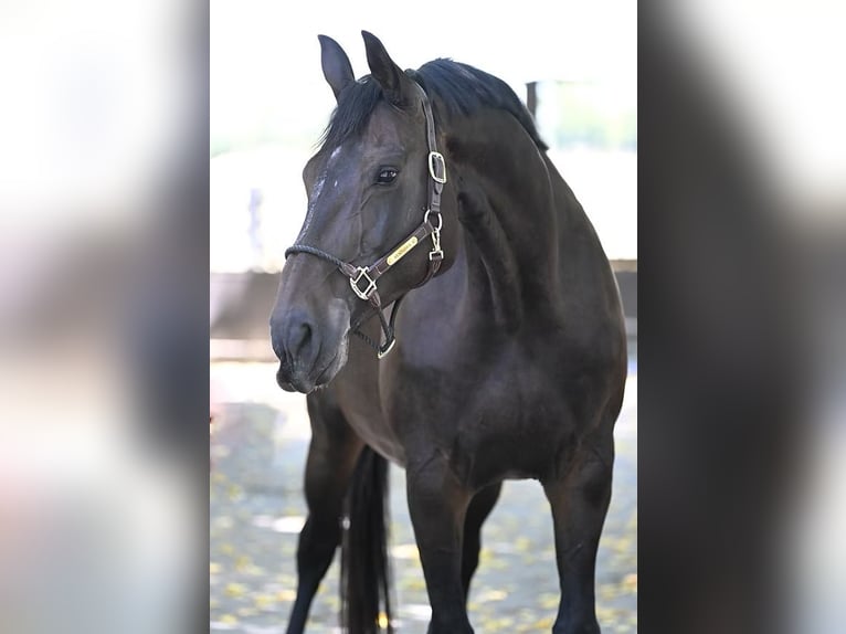 Hanoverian Mare 13 years 16,3 hh Bay-Dark in Vettwei&#xDF;