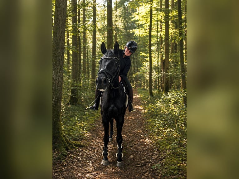 Hanoverian Mare 13 years 16.3 hh Black in Stadtlohn