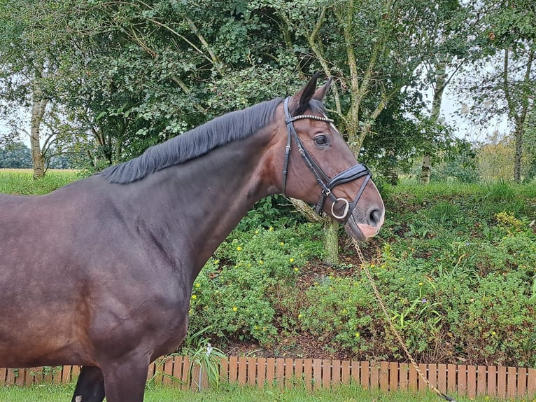 Hanoverian Mare 13 years 16,3 hh Brown in Loxstedt