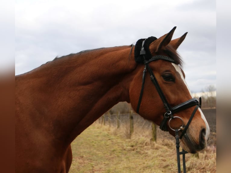 Hanoverian Mare 13 years 16.3 hh Brown-Light in Karlsfeld