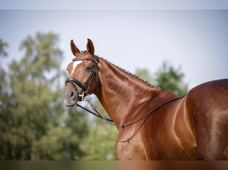 Hanoverian Mare 13 years 16.3 hh Chestnut in Hanstedt