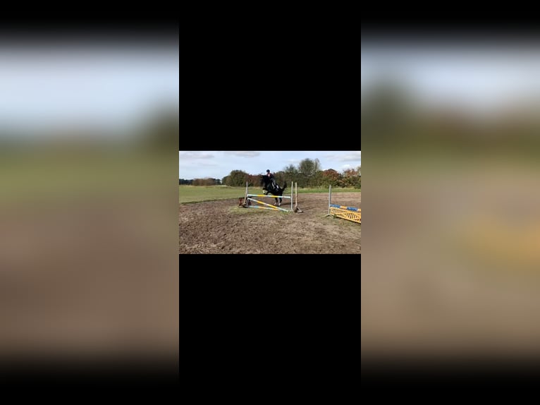 Hanoverian Mare 13 years 16 hh Bay-Dark in Bleckede