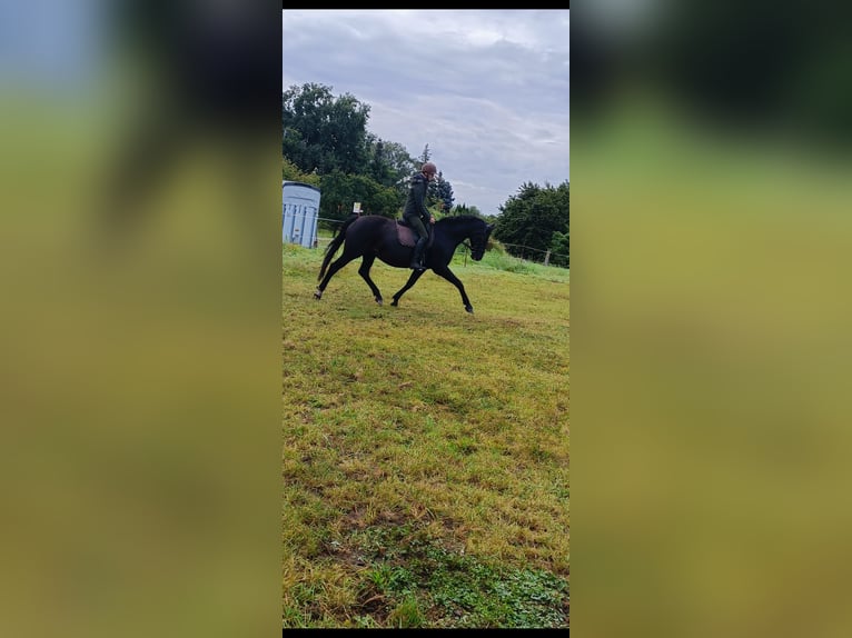 Hanoverian Mare 13 years 16 hh Bay-Dark in Bleckede