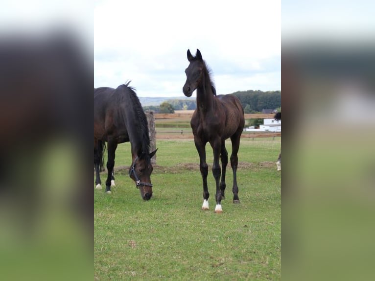 Hanoverian Mare 13 years 16 hh Bay-Dark in Melle