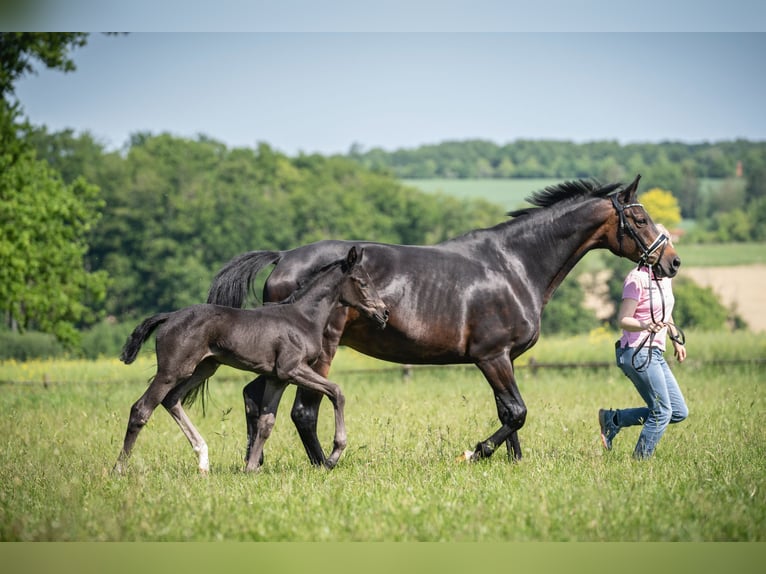 Hanoverian Mare 13 years 16 hh Bay-Dark in Melle