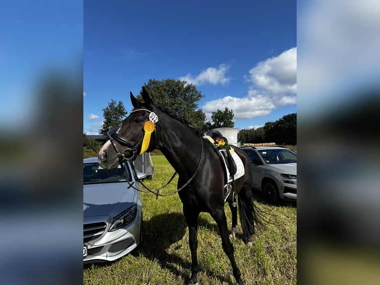 Hanoverian Mare 13 years 16 hh Bay-Dark in Königslutter am Elm