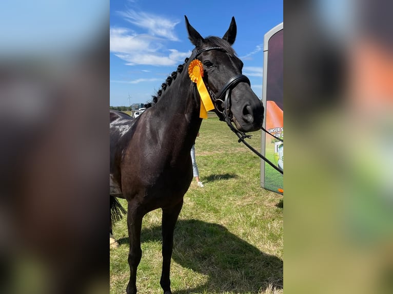 Hanoverian Mare 13 years 16 hh Black in Porta Westfalica