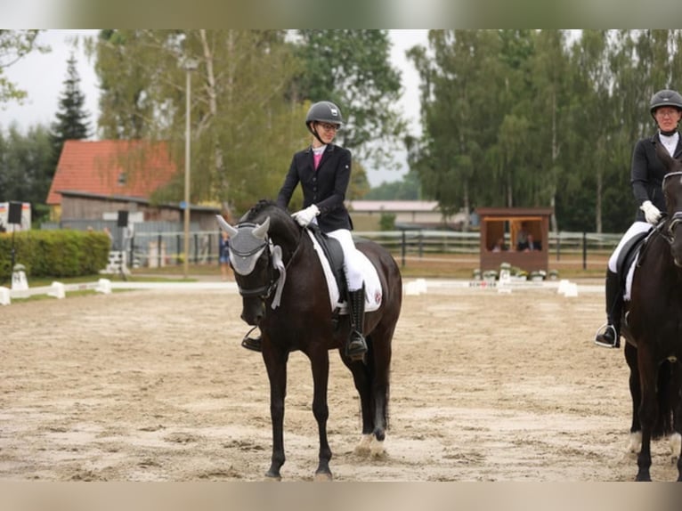 Hanoverian Mare 13 years 16 hh Black in Porta Westfalica