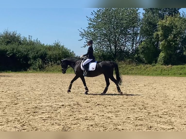 Hanoverian Mare 13 years 16 hh Black in Porta Westfalica