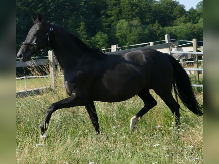 Hanoverian Mare 13 years 16 hh Black in Greifenstein