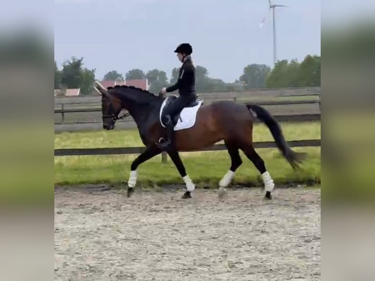 Hanoverian Mare 13 years 16 hh Brown in Lingen
