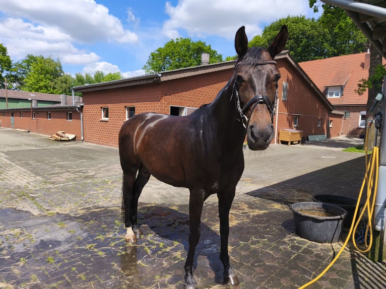 Hanoverian Mare 13 years 16 hh Brown in Lingen