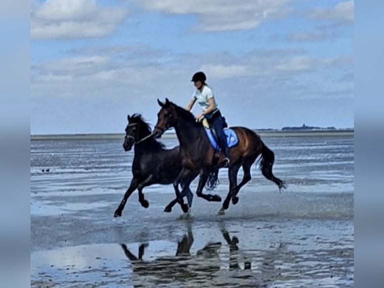Hanoverian Mare 13 years 16 hh Brown in Lingen