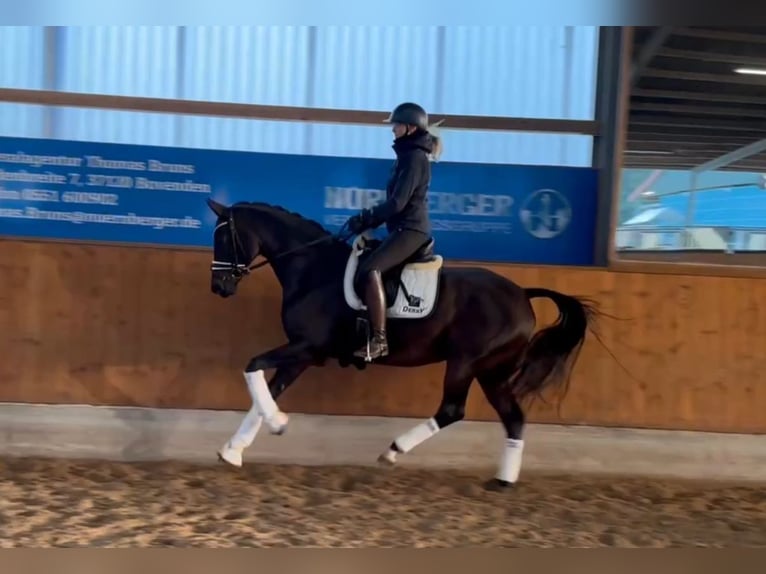 Hanoverian Mare 13 years 16 hh Brown in Gleichen Hanoverian Mare 13 years 16 hh Brown in Gleichen