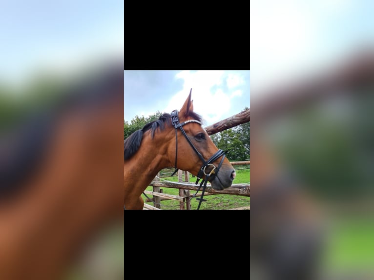Hanoverian Mare 13 years 16 hh Brown in Grevenbroich