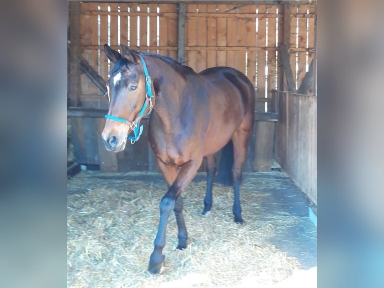 Hanoverian Mare 13 years 16 hh Brown in Großdubrau