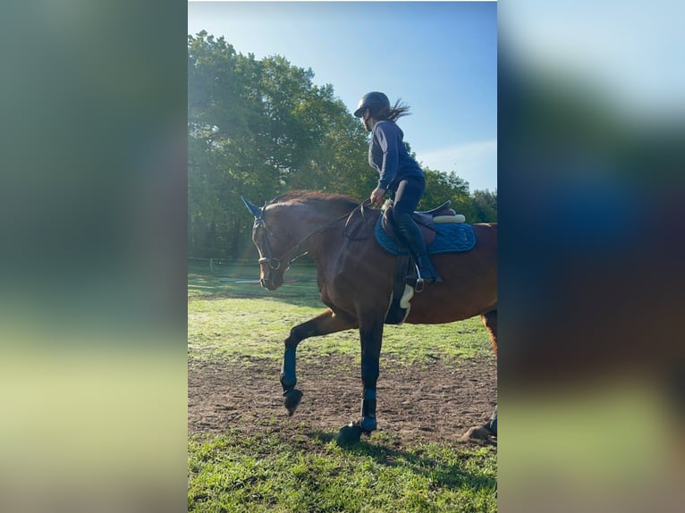 Hanoverian Mare 13 years 16 hh Brown in Großdubrau