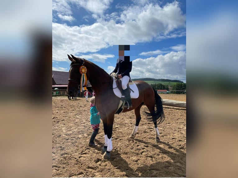 Hanoverian Mare 13 years 16 hh Brown in Großdubrau