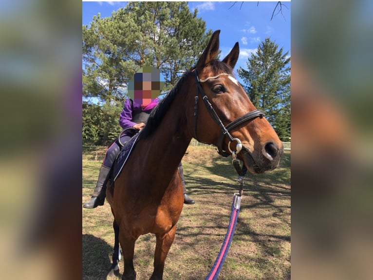 Hanoverian Mare 13 years 16 hh Brown in Großdubrau