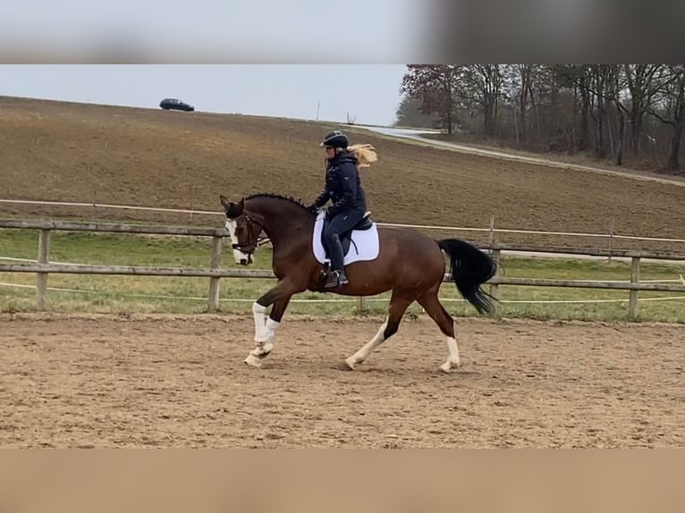 Hanoverian Mare 13 years 16 hh Brown in Bad Abbach