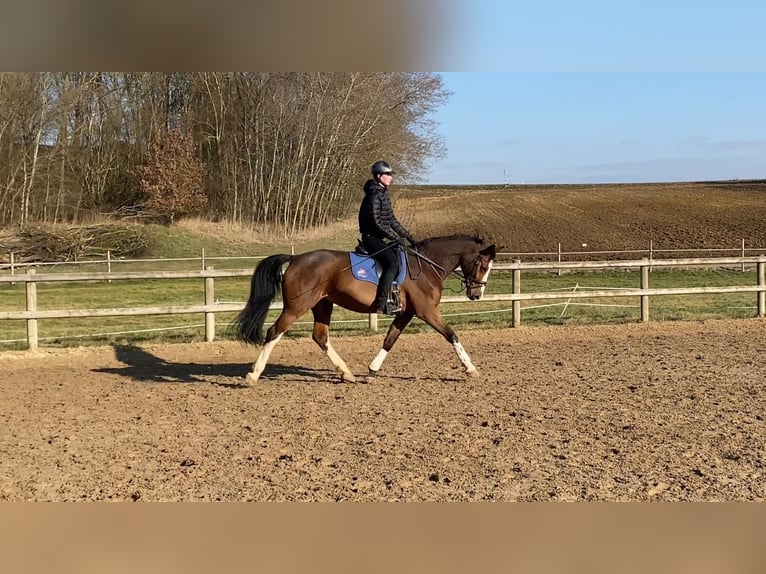 Hanoverian Mare 13 years 16 hh Brown in Bad Abbach