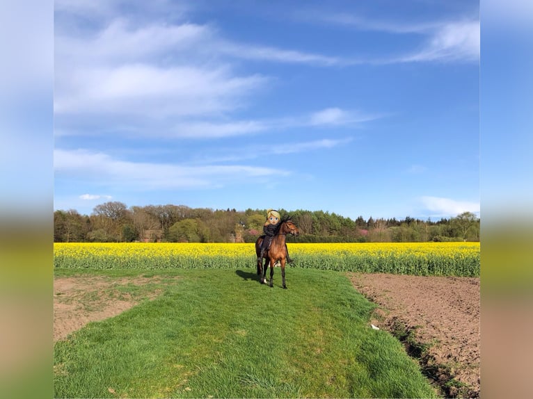 Hanoverian Mare 13 years 16 hh Brown in Kluse