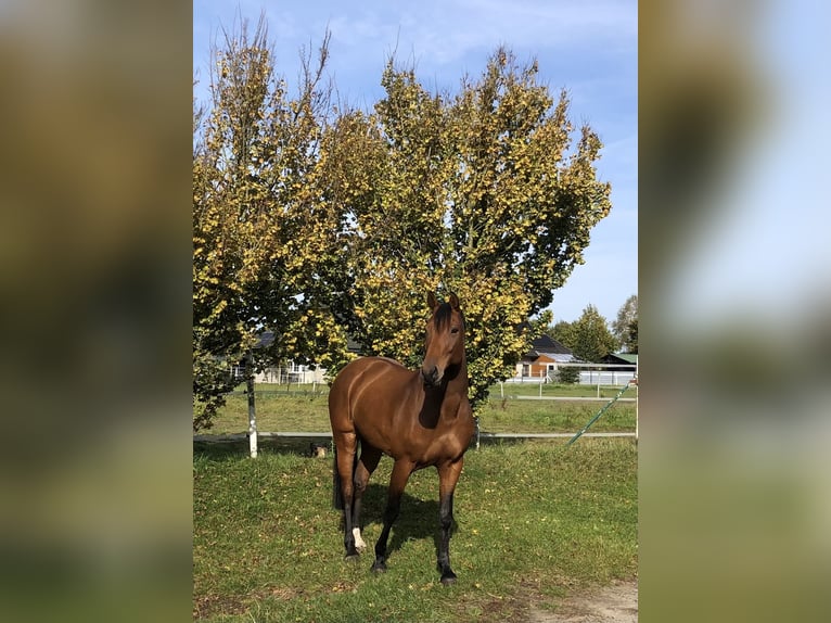 Hanoverian Mare 13 years 16 hh Brown in Kluse