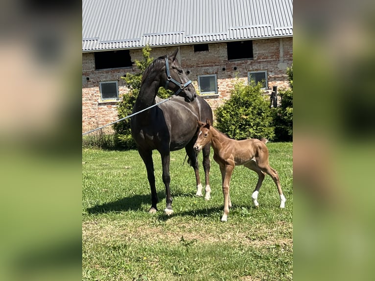 Hanoverian Mare 13 years 16 hh Chestnut in Rechnitz