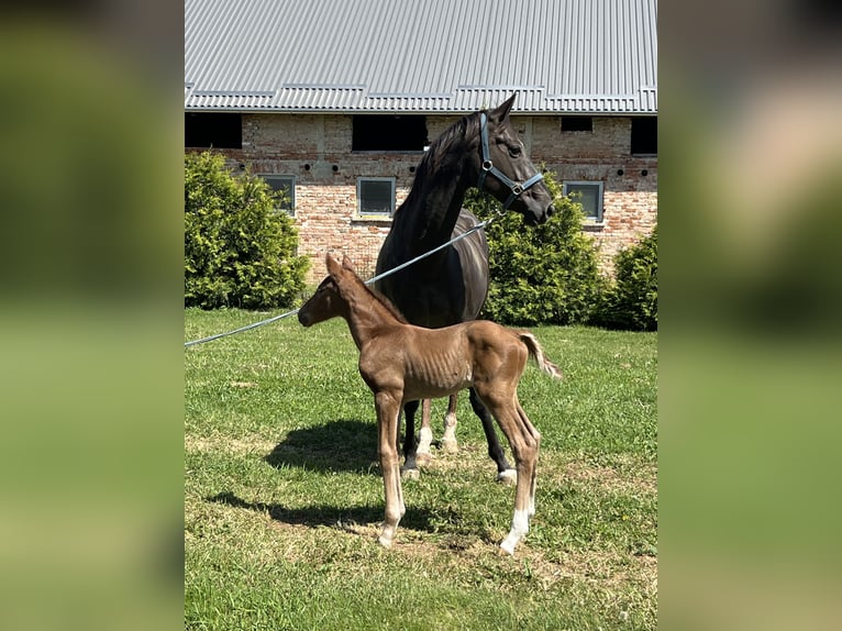 Hanoverian Mare 13 years 16 hh Chestnut in Rechnitz