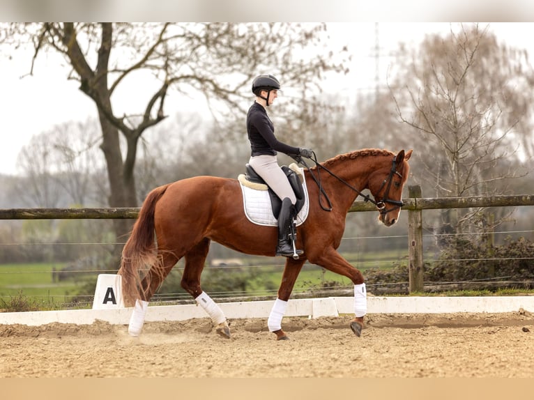 Hanoverian Mare 13 years 16 hh Chestnut-Red in Oer-Erkenschwick
