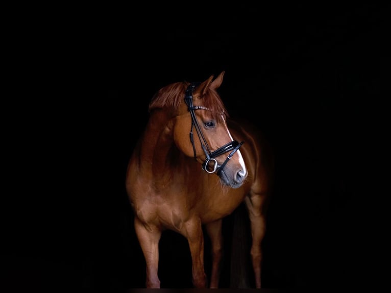 Hanoverian Mare 13 years 16 hh Chestnut-Red in Oer-Erkenschwick