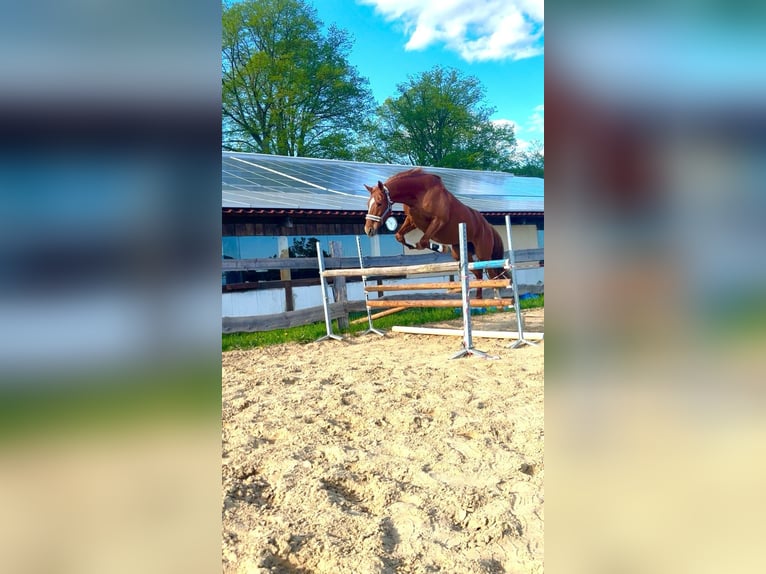 Hanoverian Mare 13 years 16 hh Chestnut-Red in Banzkow