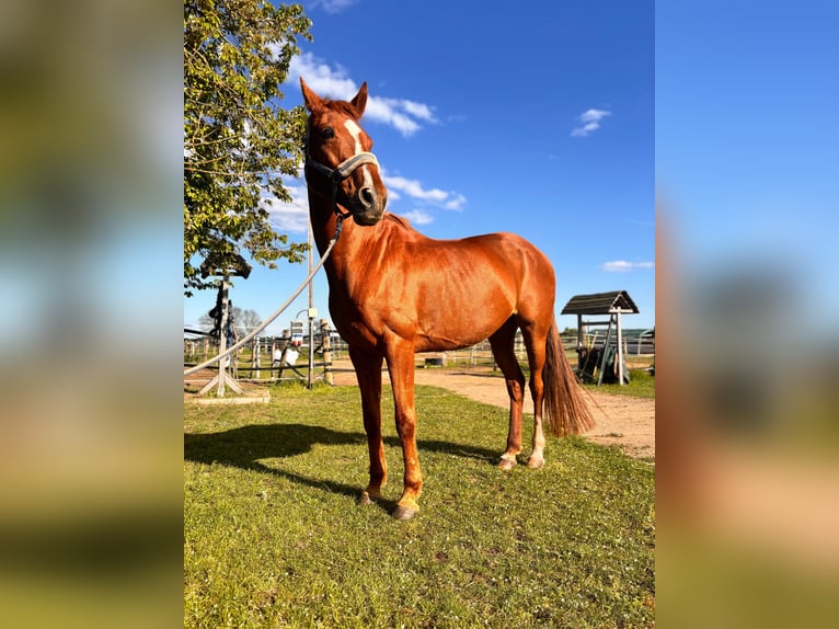 Hanoverian Mare 13 years 16 hh Chestnut-Red in Banzkow