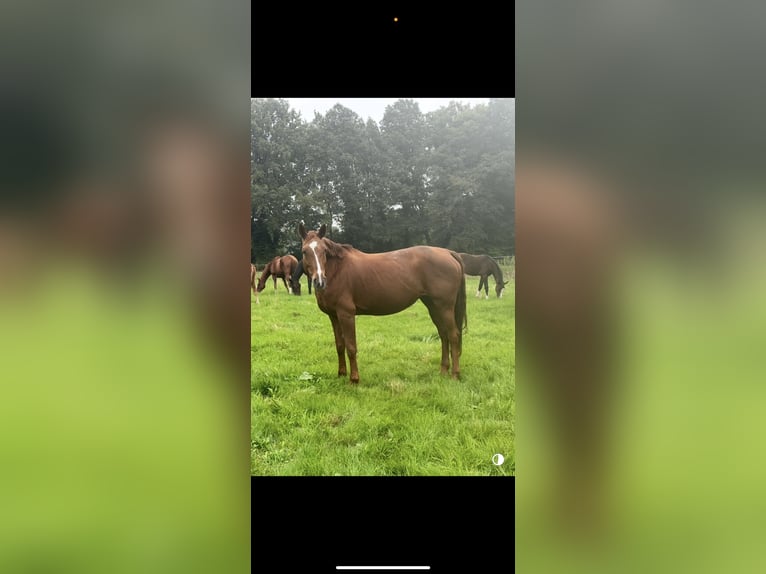 Hanoverian Mare 13 years 16 hh Chestnut-Red in Bramstedt