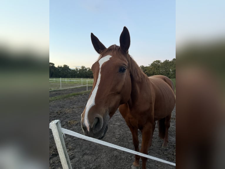 Hanoverian Mare 13 years 16 hh Chestnut-Red in Bramstedt